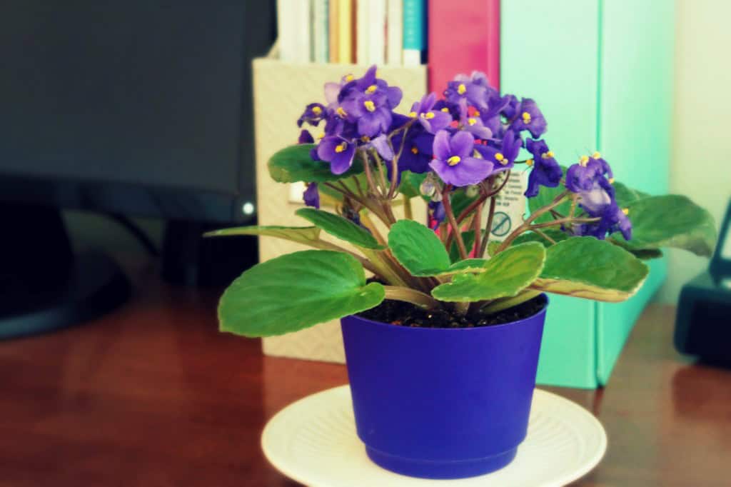 African Violet