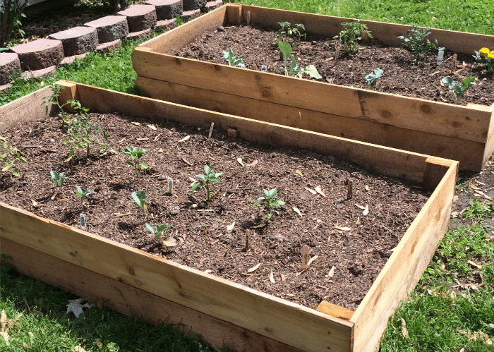 Creating Raised Garden Beds