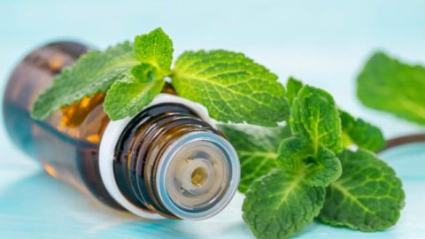 33 Uses For Peppermint Essential Oil