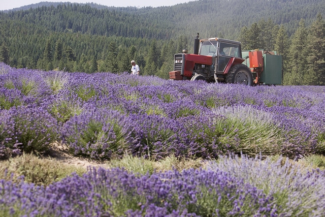 Young Living Lavender Field