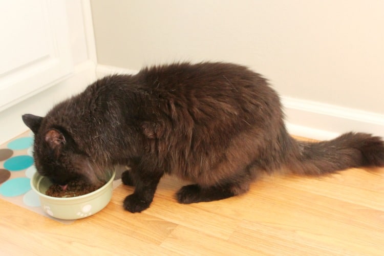 Nutrish Cat Food 