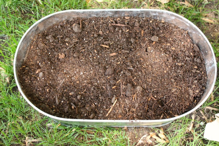 adding soil to a container 