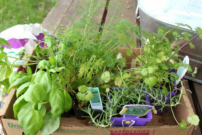 buying herbs to plant and grow 