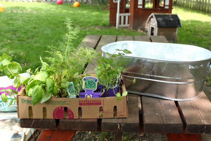 planting and growing herbs 