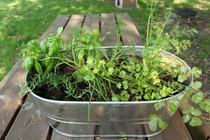 growing herbs at home 