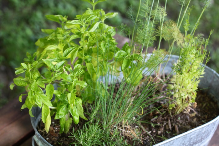 Creating your very own Kitchen Herb Garden with little effort!
