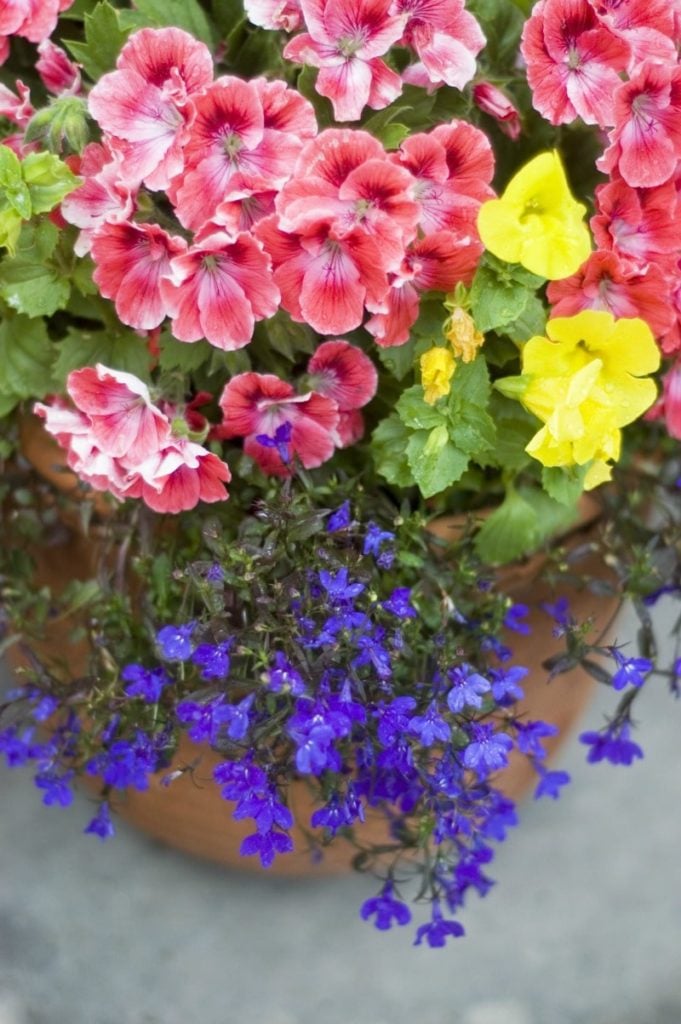 flowers in a planter 