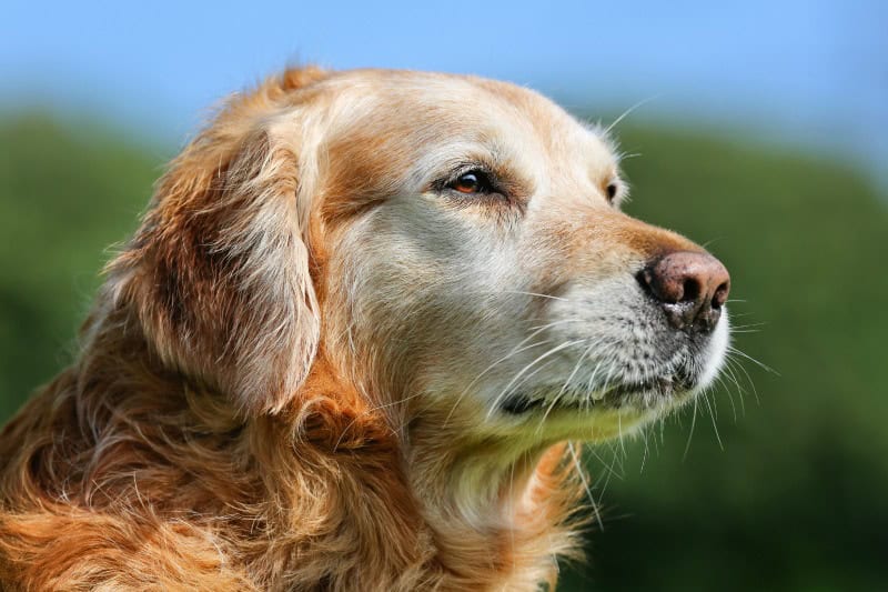 5 Reasons To Adopt A Senior Pet