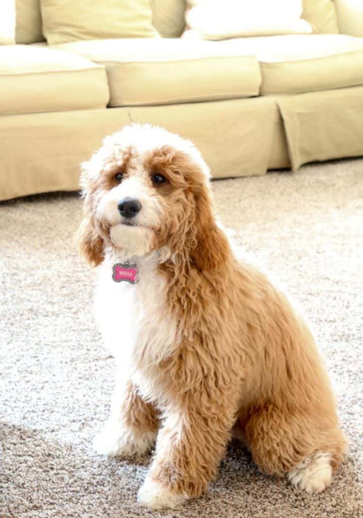 If you have pets and have carpets, you may wonder how in world you can keep them clean and keep your sanity. Well, here is the secret you have to try!