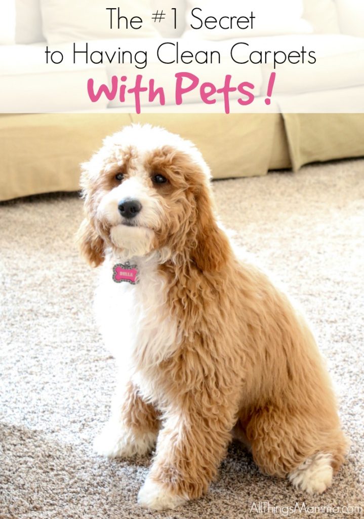 If you have pets and have carpets, you may wonder how in world you can keep them clean and keep your sanity. Well, here is the secret you have to try! 