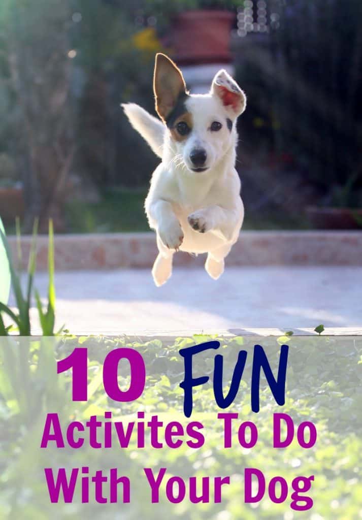 10 Fun Activites To Do With Your Dog - All Things Mamma