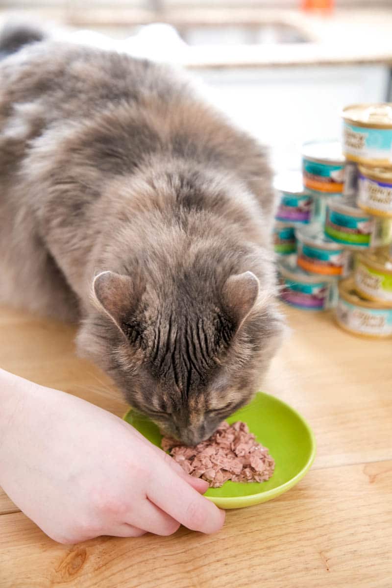 The Healthiest Way To Pamper Your Cat Every Day