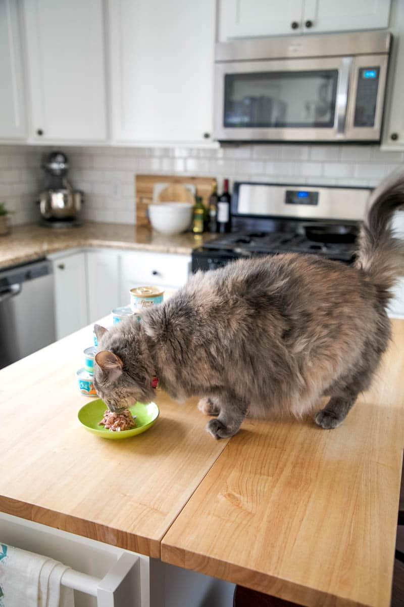 The Healthiest Way To Pamper Your Cat Every Day