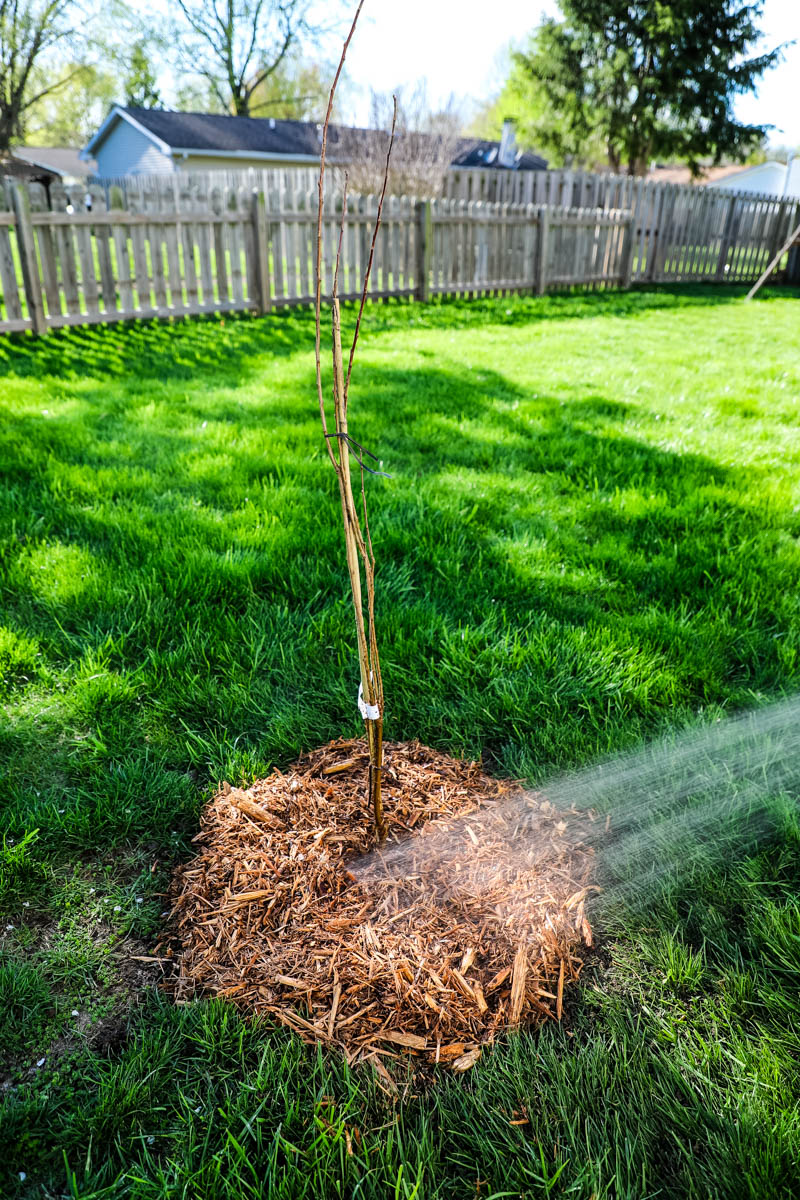Planting Bare Root Trees: Tips and Tricks