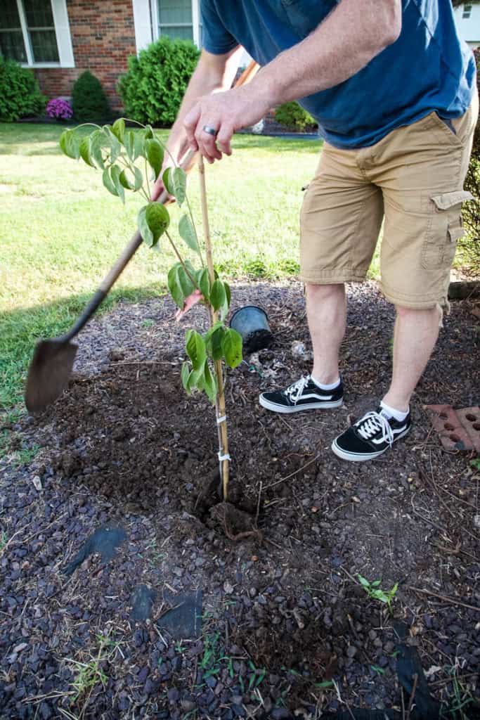 Planting Potted Trees Dogwood Tips and Tricks All