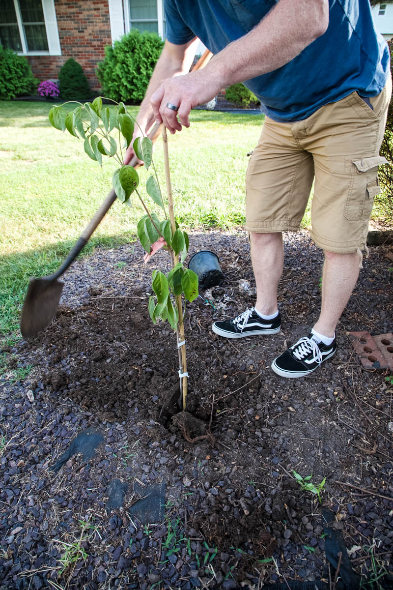 If you want to get started planting trees, planting potted trees is a perfect place to start. Discover how easy it is to care for and grow a Dogwood tree. 