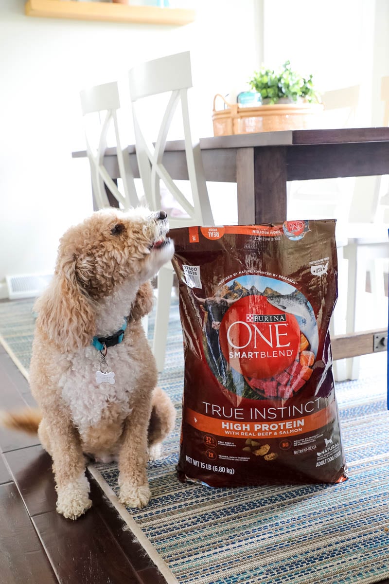 Purina One 28 Challenge With Our Goldendoodle, Bella