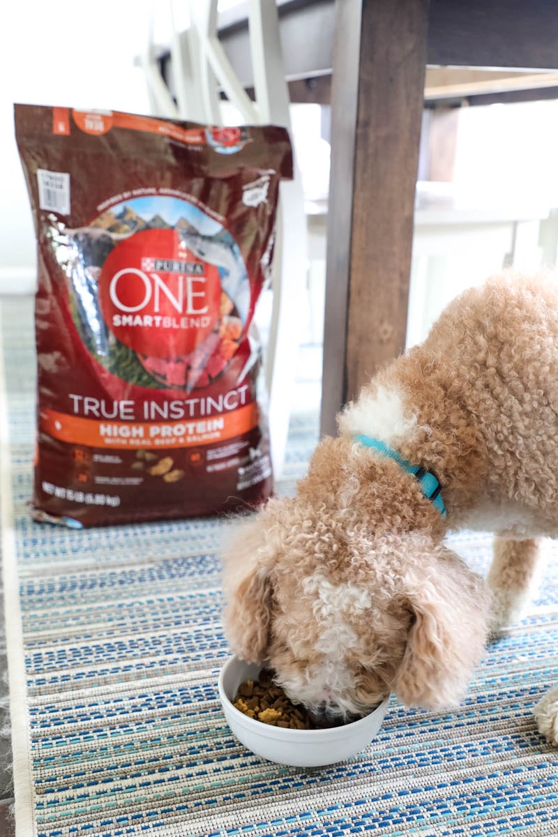 Purina One 28 Challenge With Our Goldendoodle, Bella