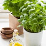 fresh basil herb in pot olive oil kitchen window.