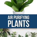 The Best Air Purifying Houseplants to Add to Your Home