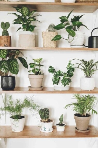 Best air purifying house plants in pots on wood shelf