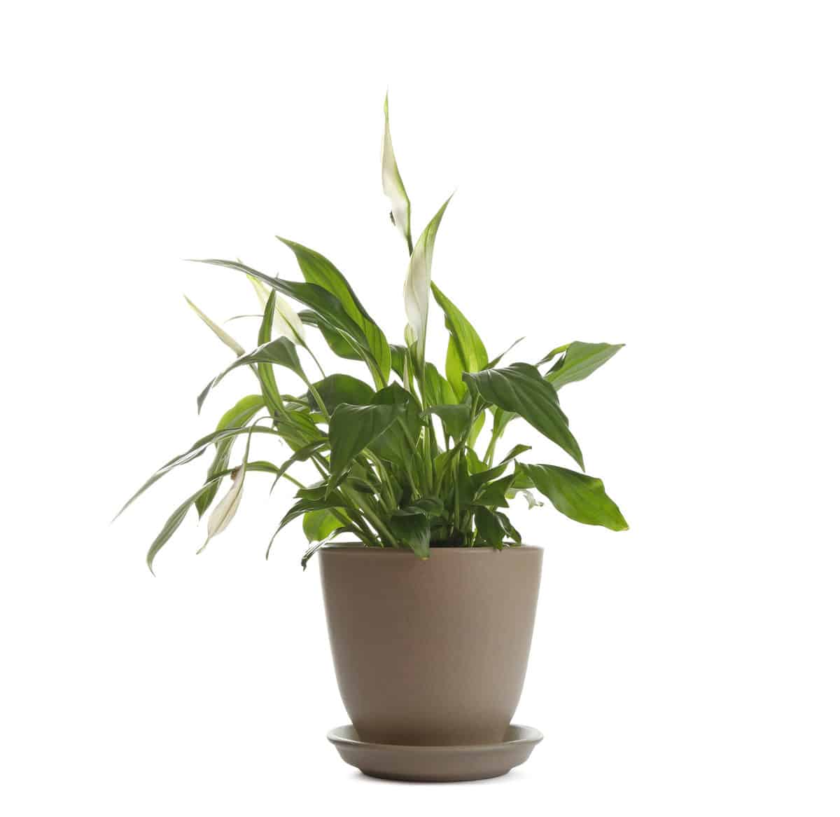 Peace lily in pot