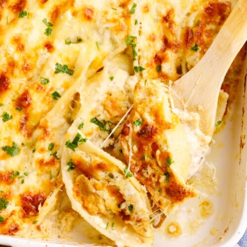 A spoon lifting a scoop of chicken alfredo stuffed shells from a baking dish.